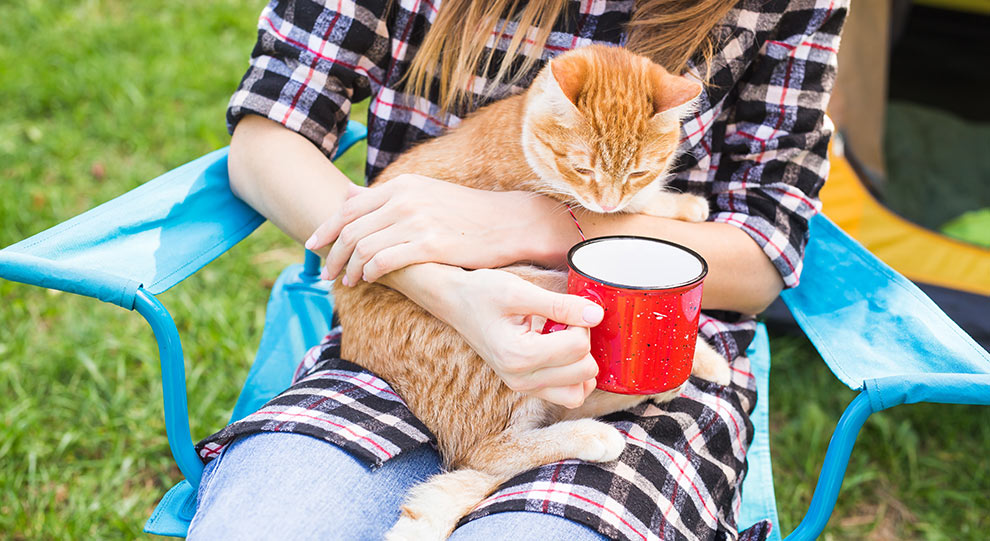 camping animaux compagnie